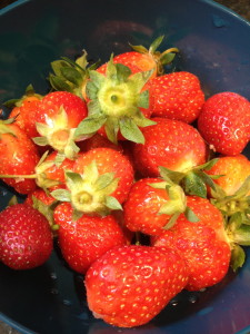 Strawberries from my patch.