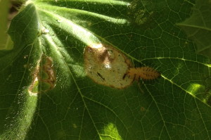 Squash Beetle Larvae