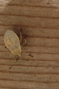 One of my arch nemeses:  The Squash Bug.