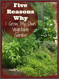 Five Reasons Why I Grow My Own Vegetable Garden