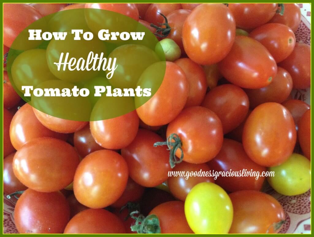 how to grow healthy tomato plants Beth Rosen, RD